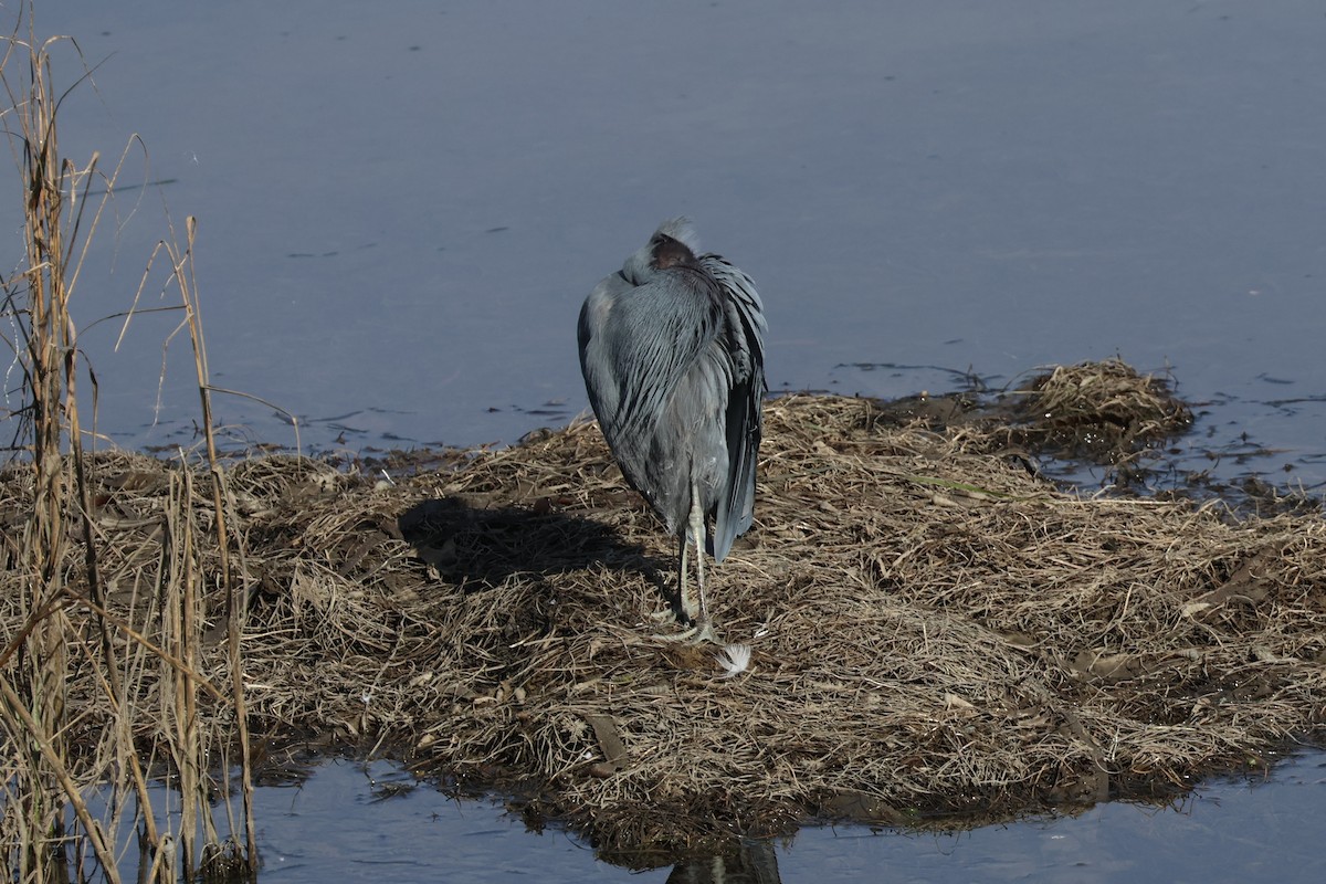 volavka modrošedá - ML646227632