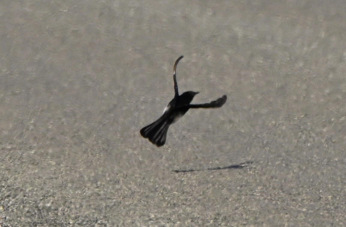 Willie-wagtail - ML646227635