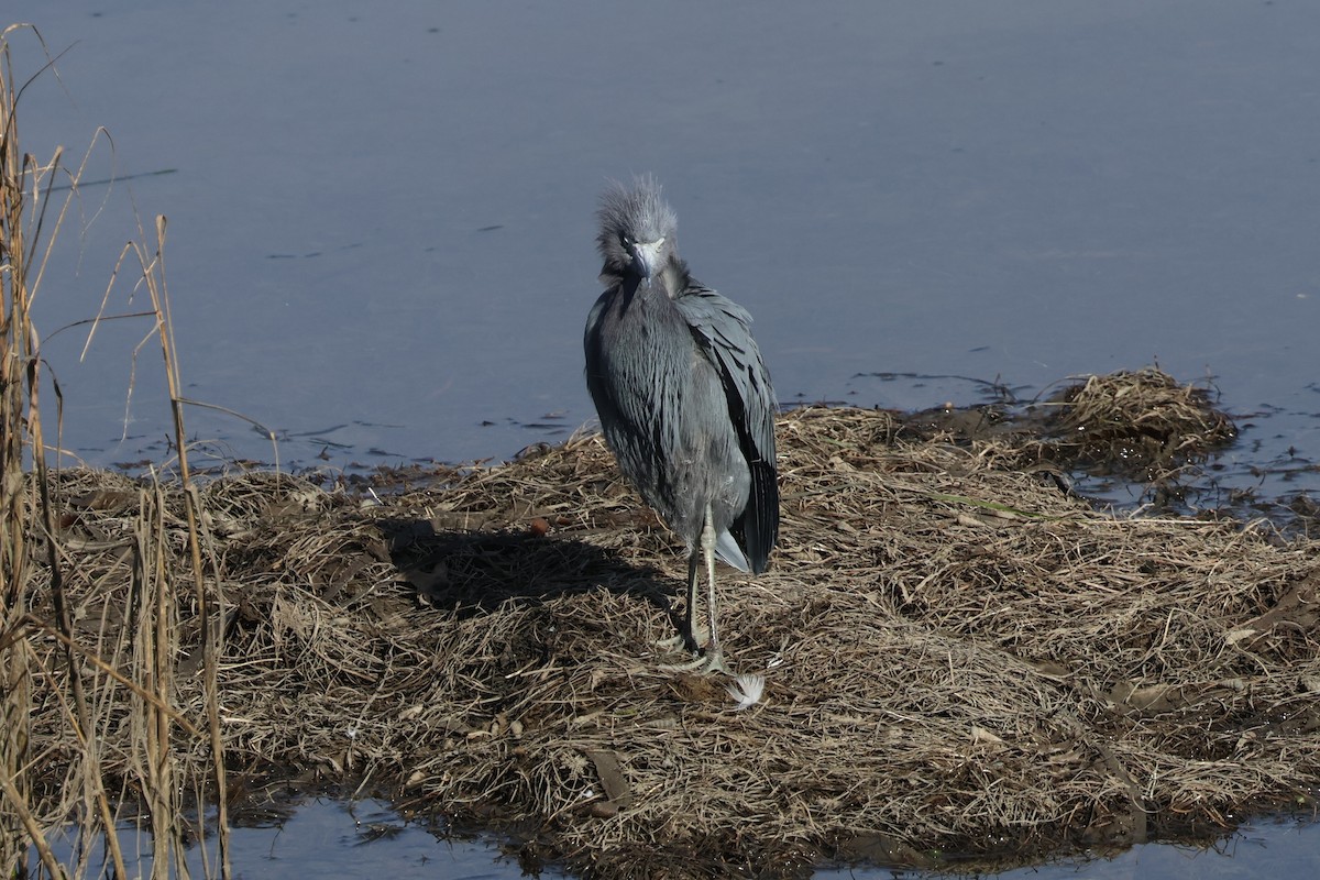 volavka modrošedá - ML646227636