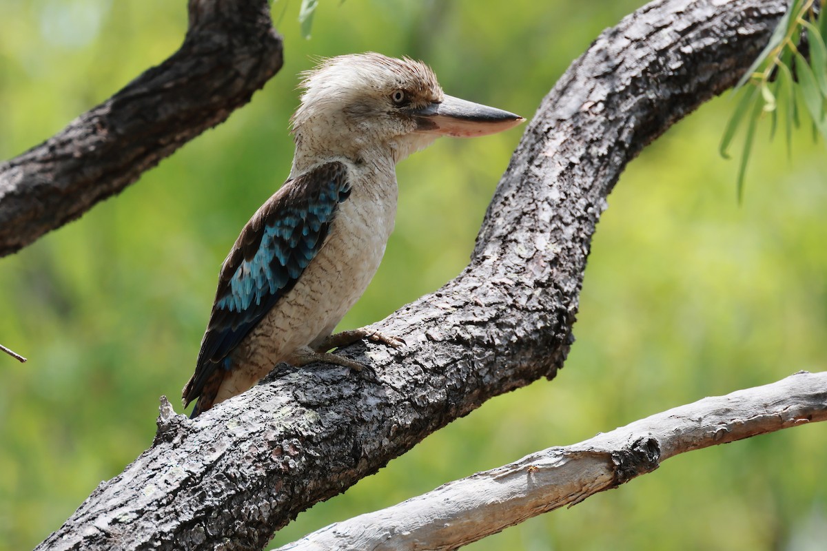 Blue-winged Kookaburra - ML646227650