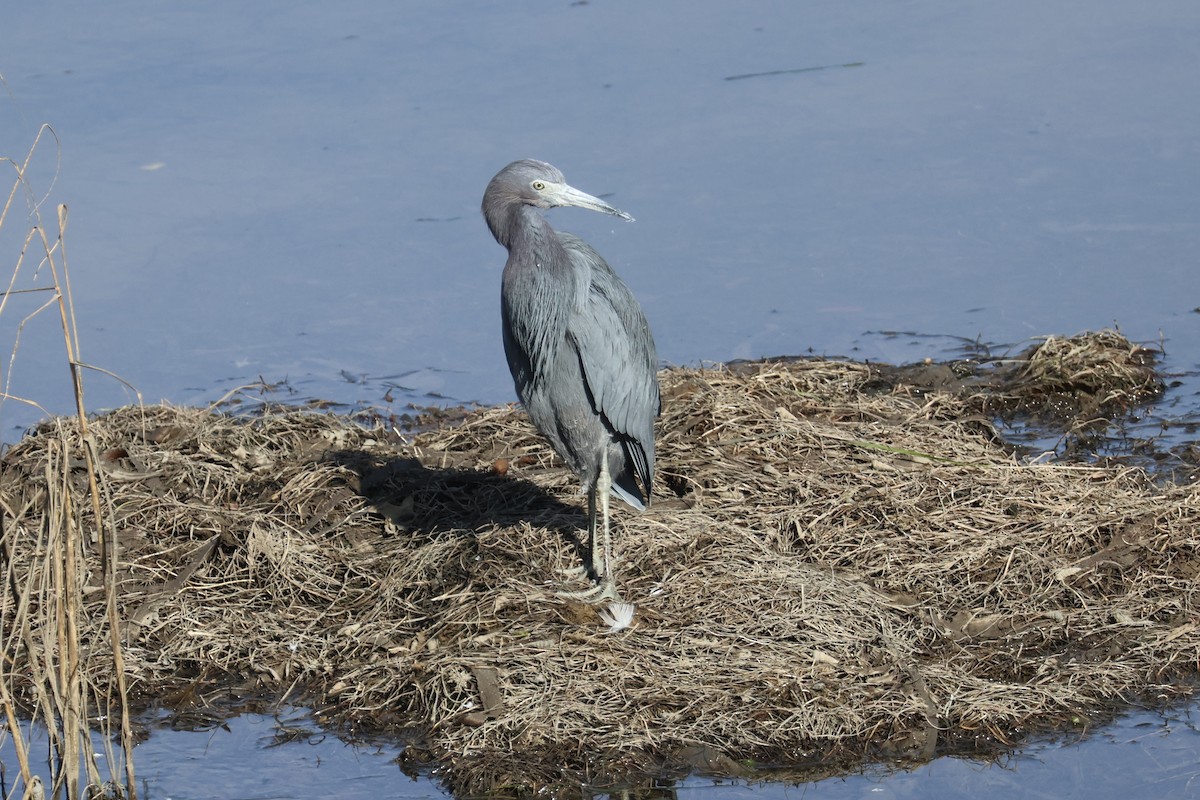 volavka modrošedá - ML646227651