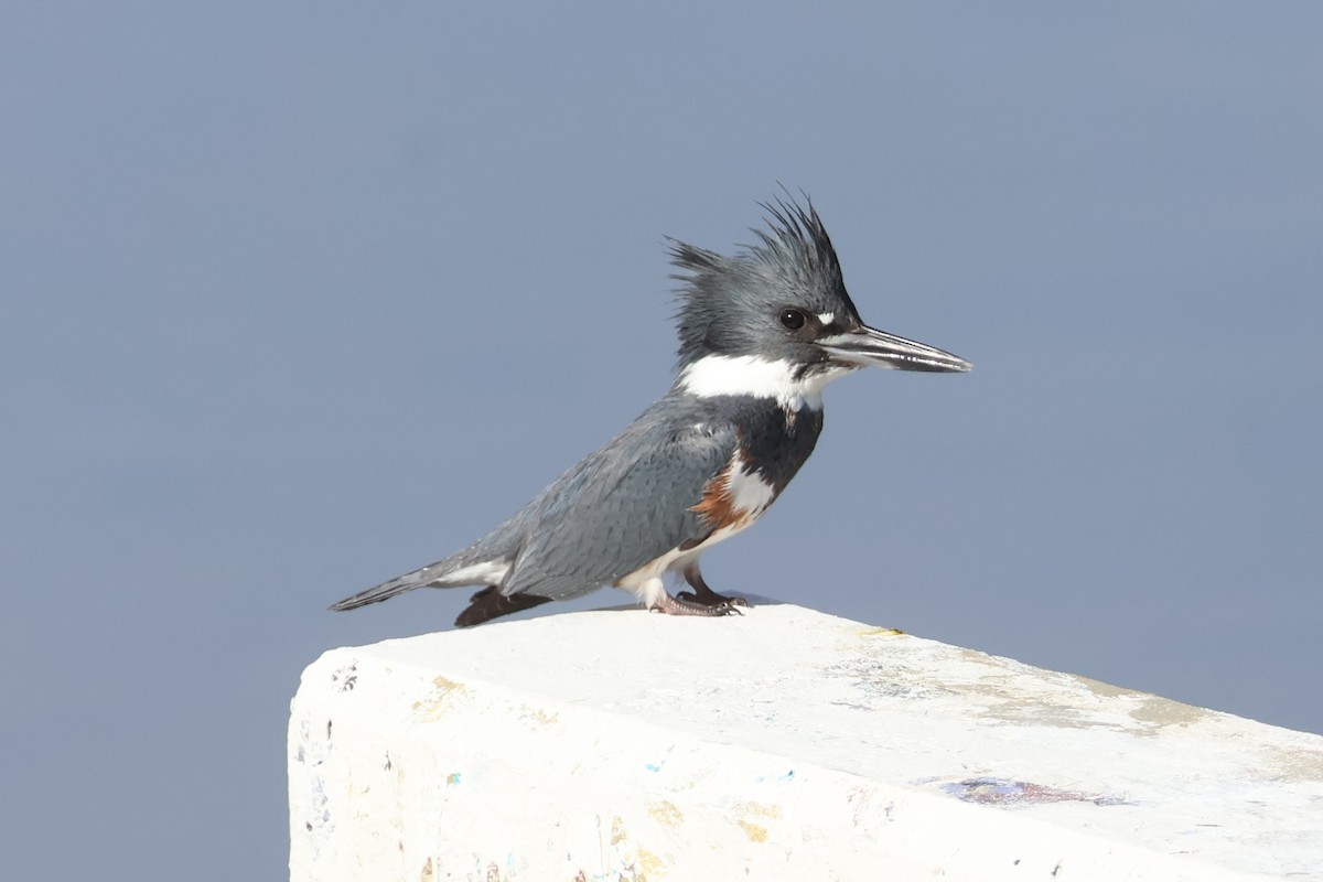 rybařík pruhoprsý - ML646227656