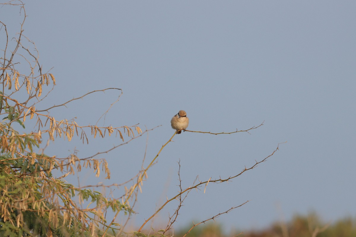 isabellavarsler - ML646227661