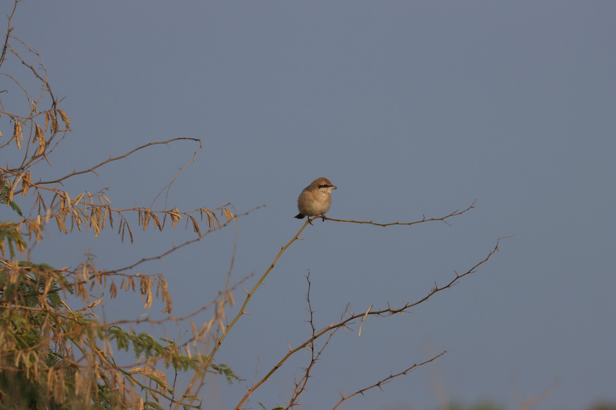 isabellavarsler - ML646227662