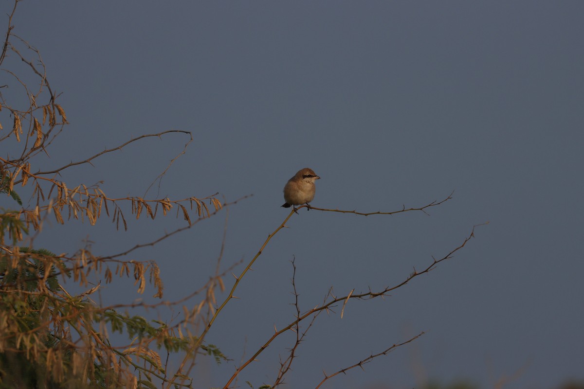 isabellavarsler - ML646227663