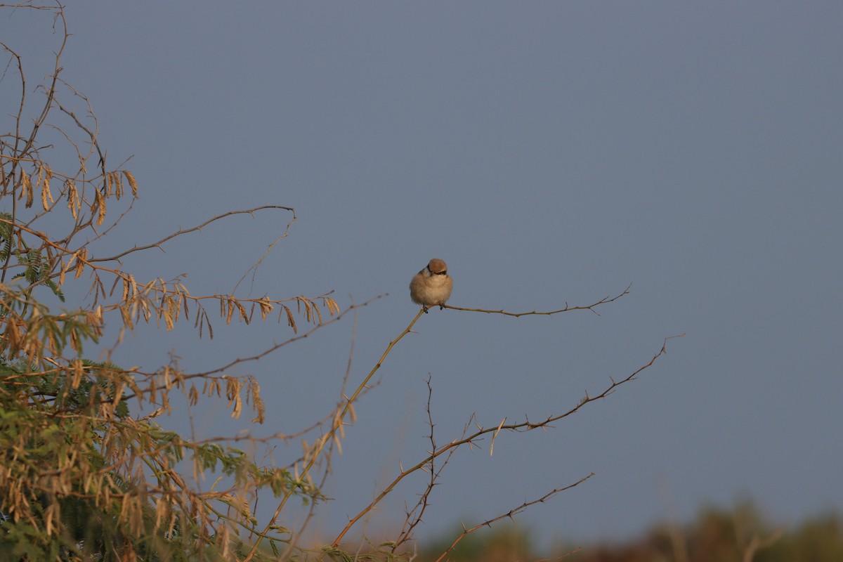 isabellavarsler - ML646227664