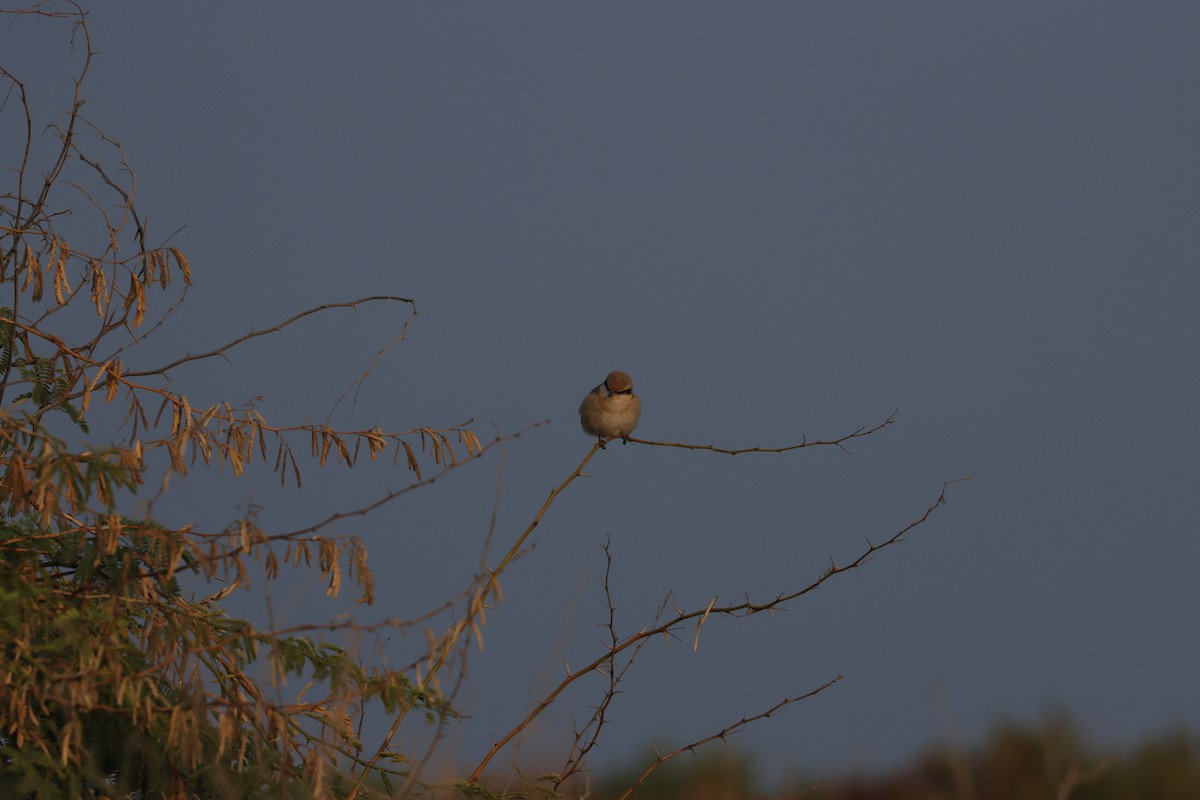 isabellavarsler - ML646227665