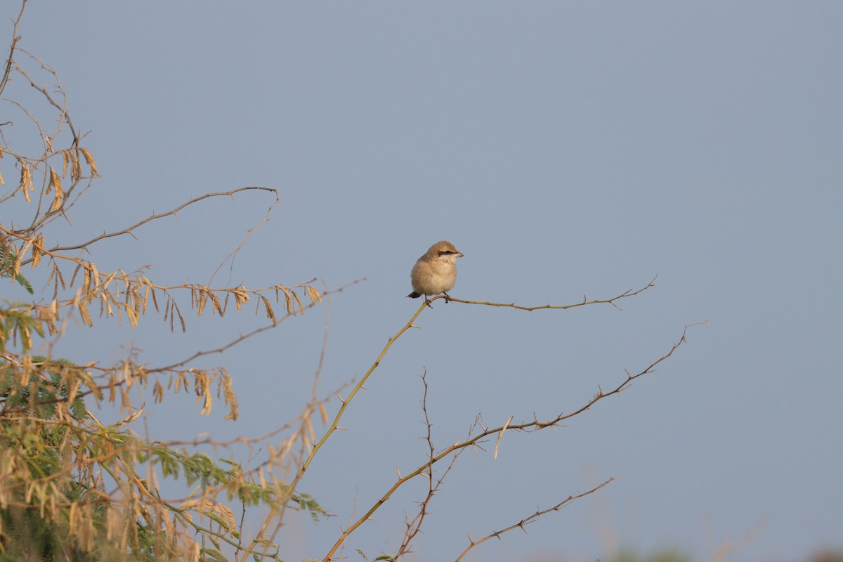 isabellavarsler - ML646227666