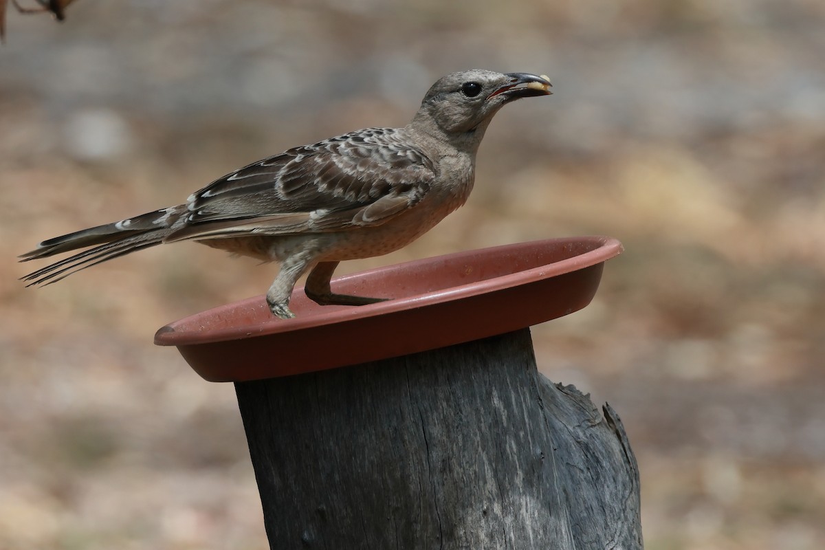 Great Bowerbird - ML646227669