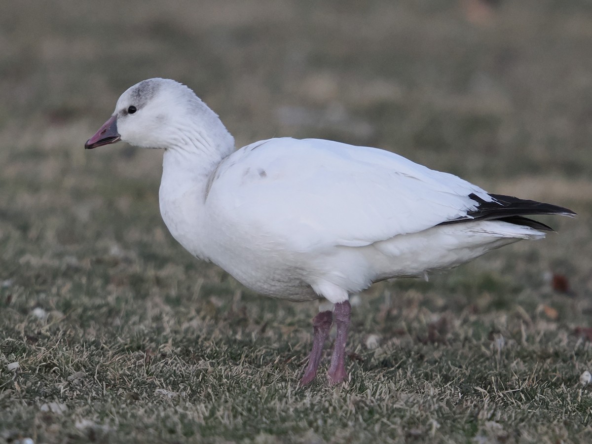 husa bělostná - ML646227673