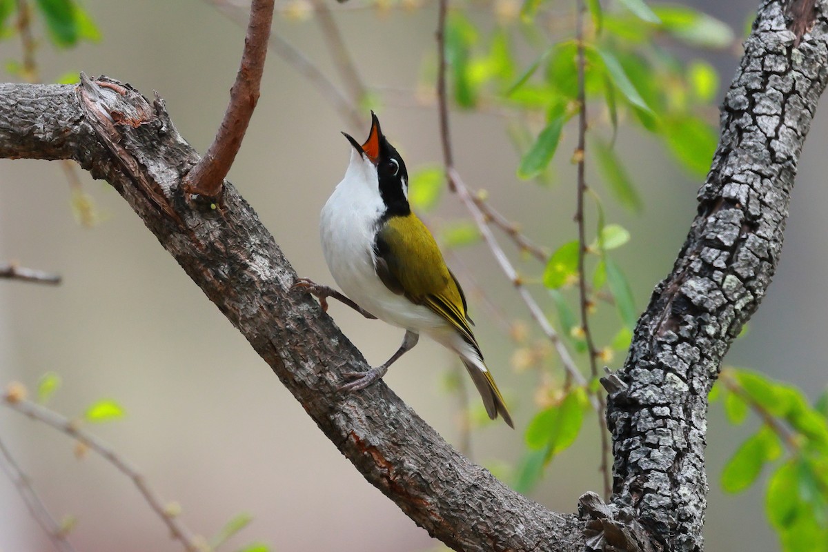 White-throated Honeyeater - ML646227677