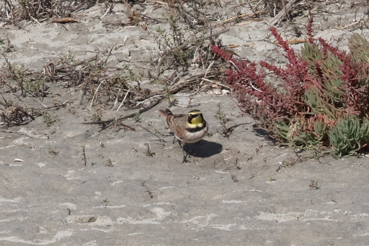 skřivan ouškatý - ML646227686