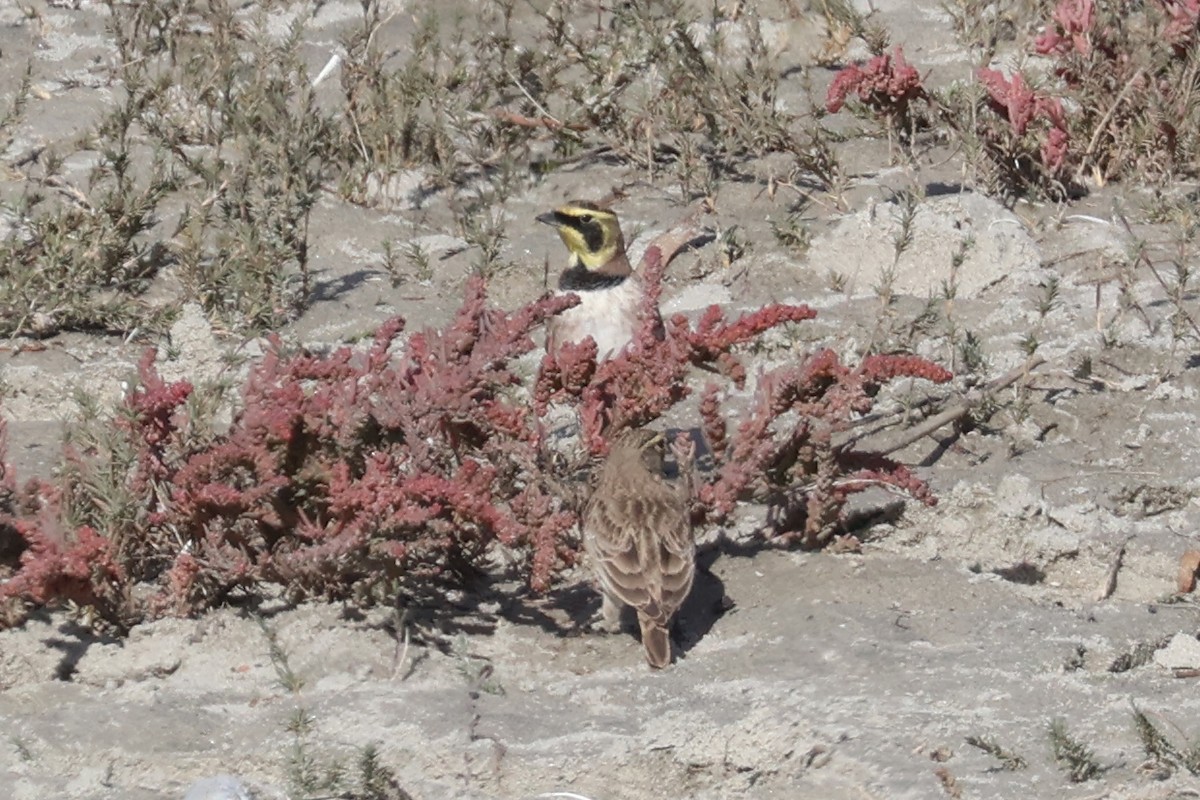 skřivan ouškatý - ML646227687