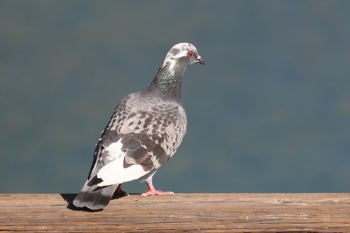 Rock Pigeon (Feral Pigeon) - ML646227688