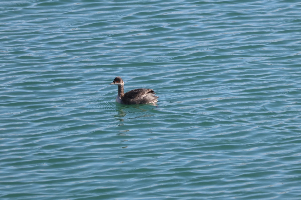 Eared Grebe - ML646227690