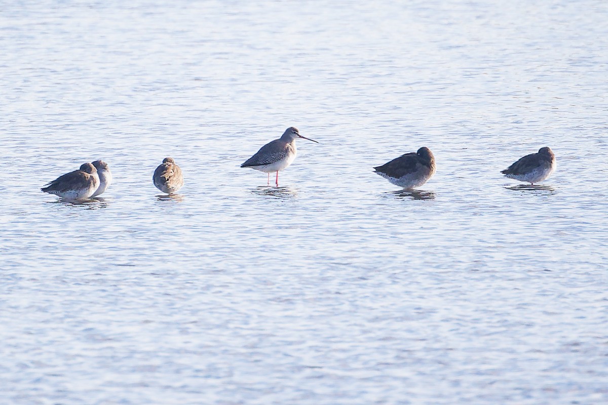 Dunkelwasserläufer - ML646227691