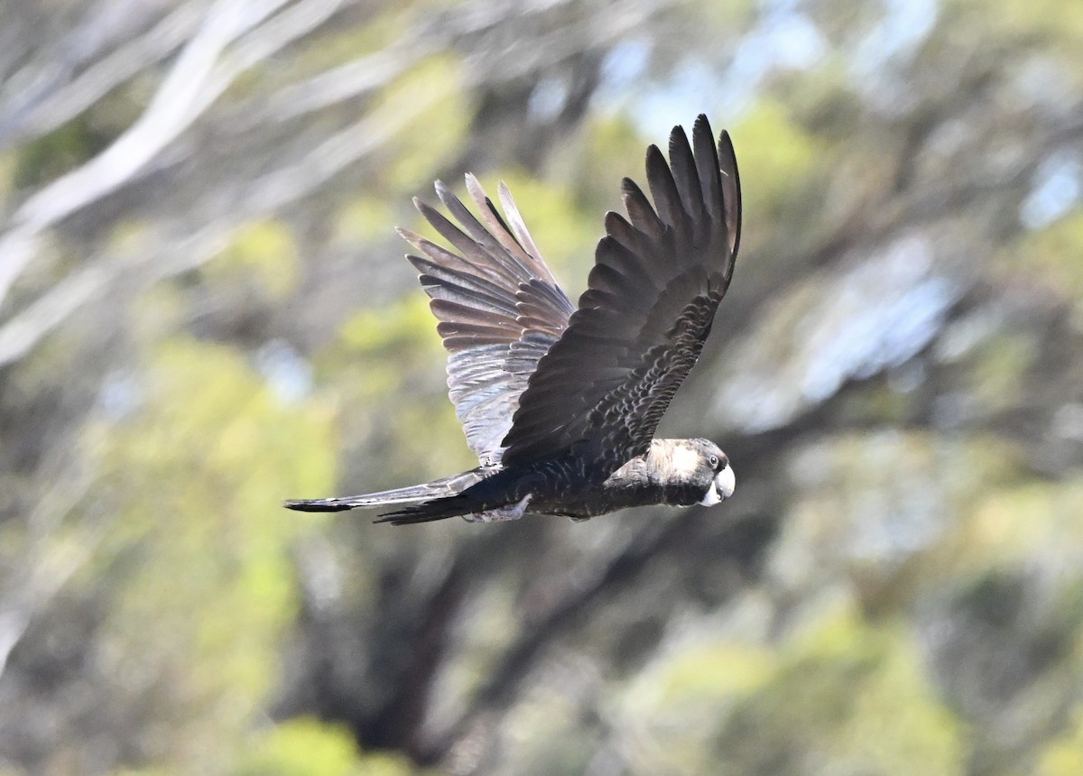 Weißschwanz-Rabenkakadu - ML646227692