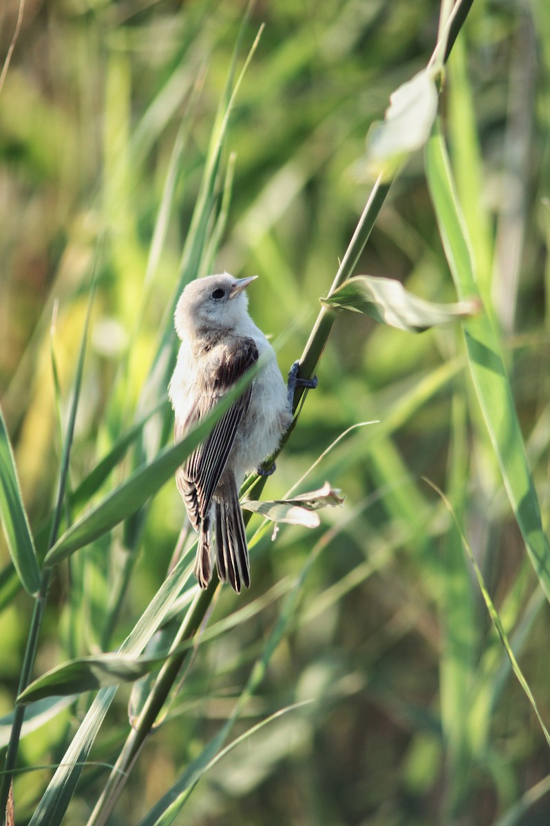 Beutelmeise - ML646227693