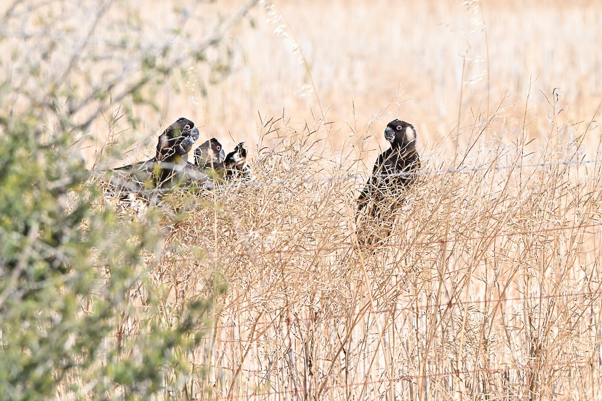 kakadu běloocasý - ML646227697