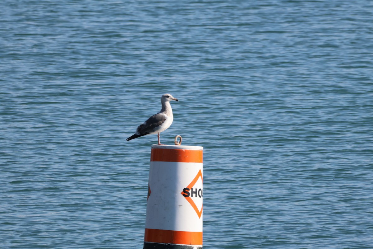 Westmöwe - ML646227698