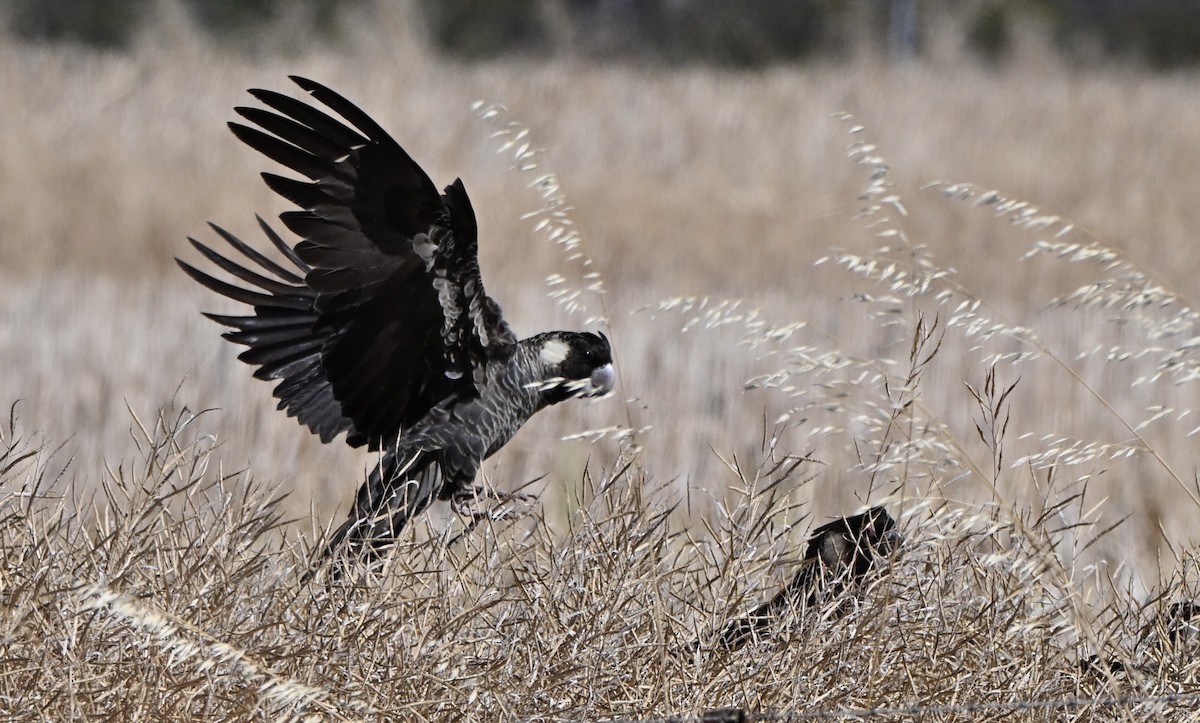 Weißschwanz-Rabenkakadu - ML646227700