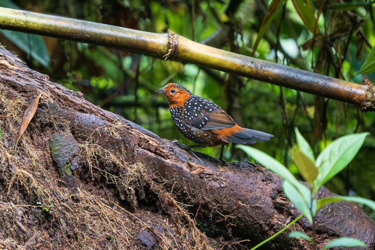 Perlmanteltapaculo - ML646227702
