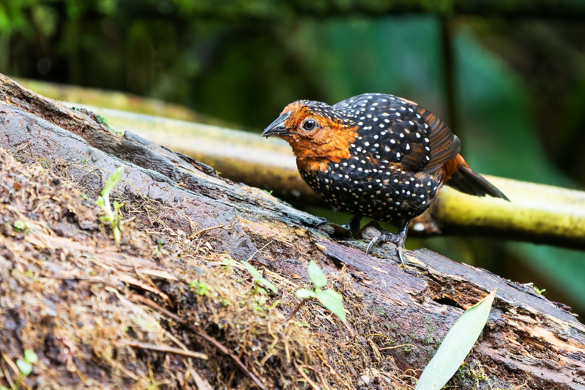 Perlmanteltapaculo - ML646227703