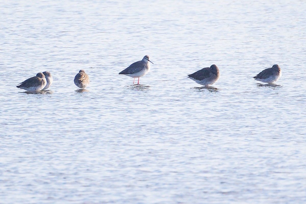 Dunkelwasserläufer - ML646227705