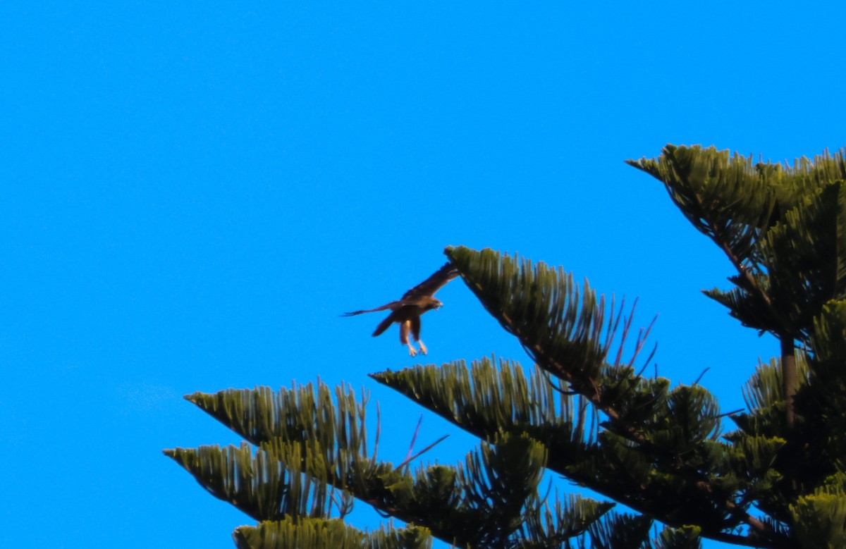 Rotschwanzbussard - ML646227707