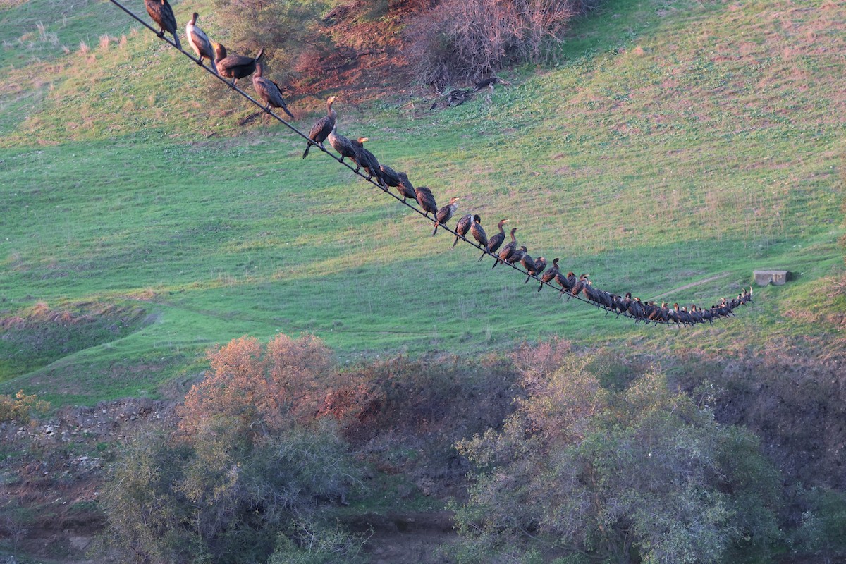 Ubarroi belarriduna - ML646227708