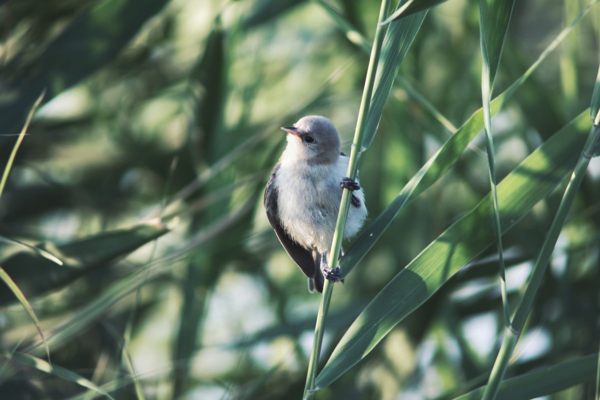 Beutelmeise - ML646227710