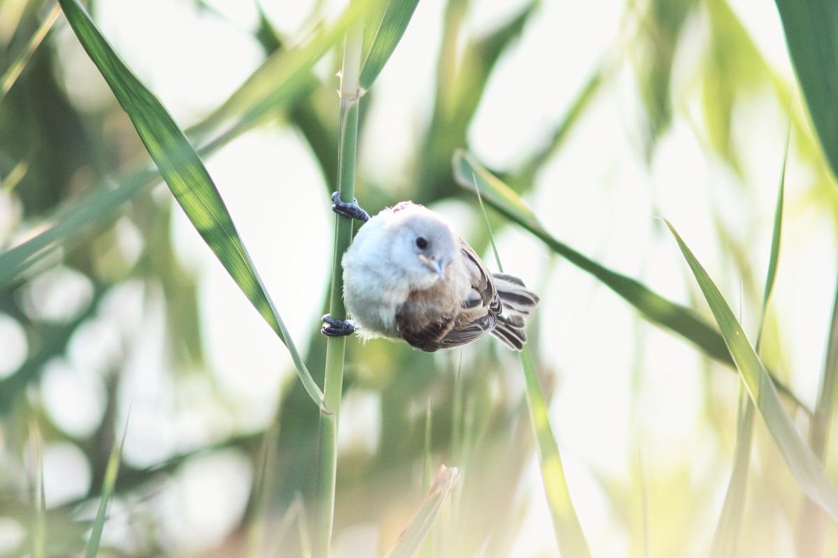 Beutelmeise - ML646227711