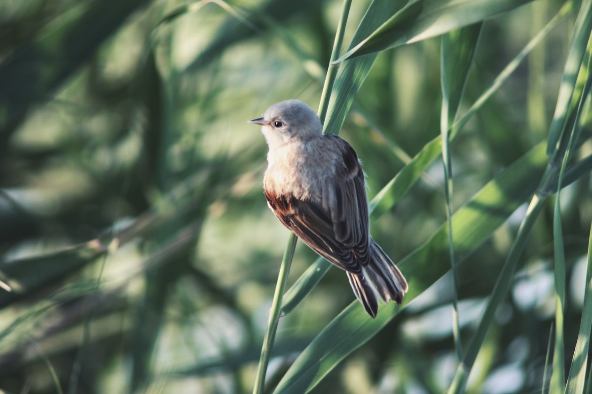 Beutelmeise - ML646227712