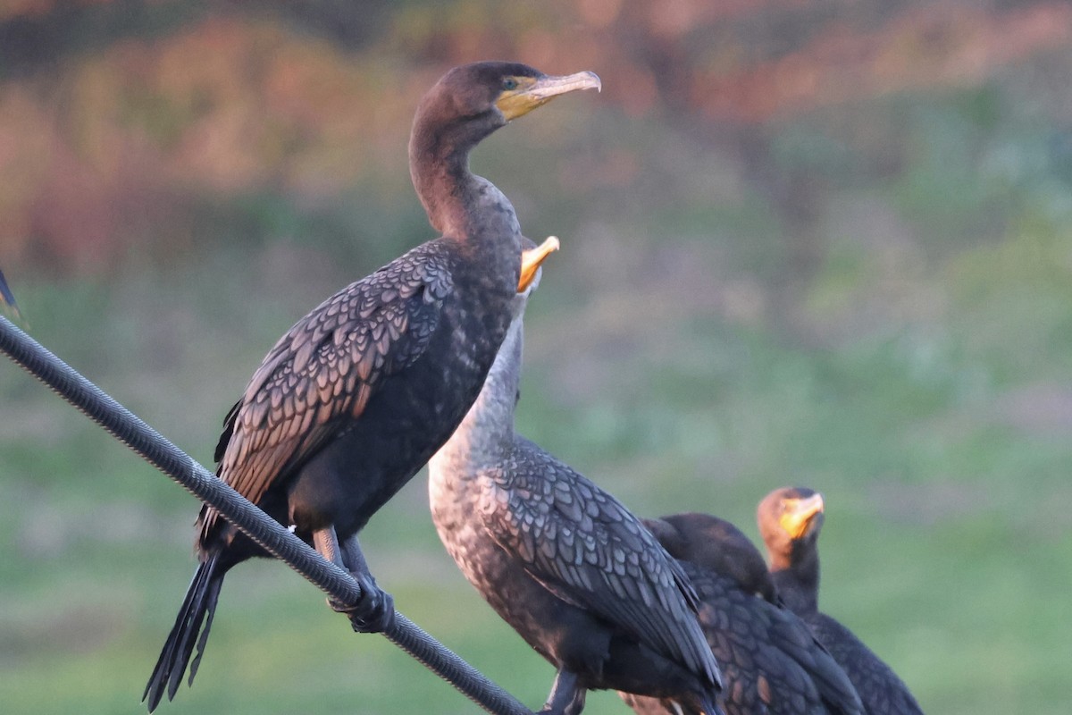 Ohrenscharbe - ML646227713