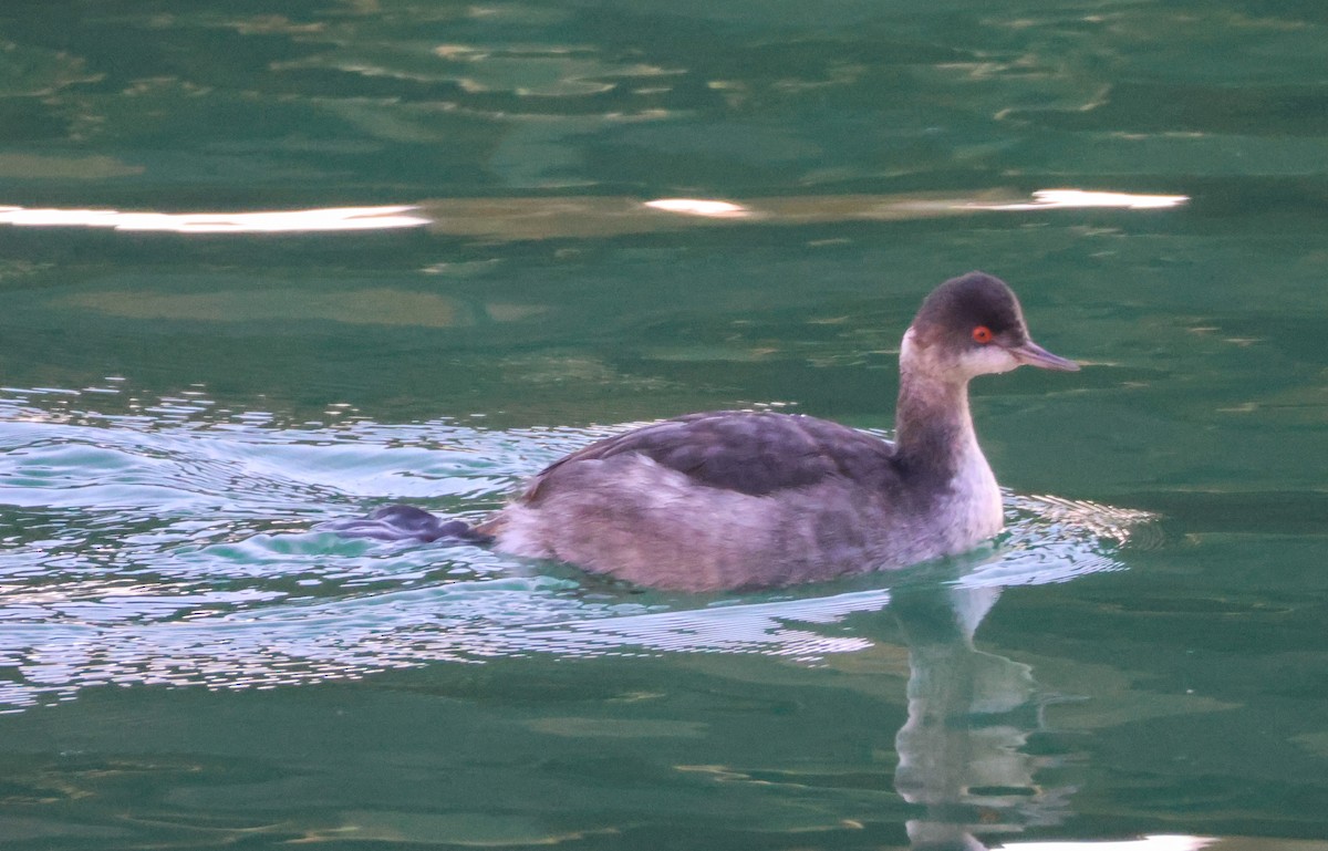 Schwarzhalstaucher - ML646227714