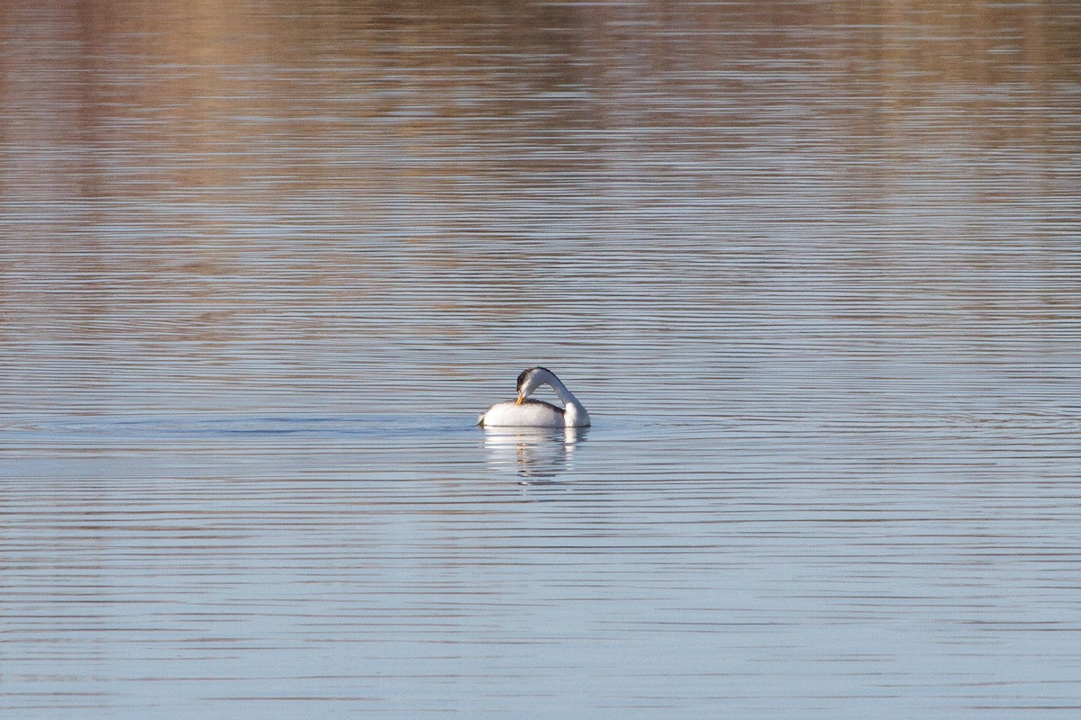 Clarktaucher - ML646227715