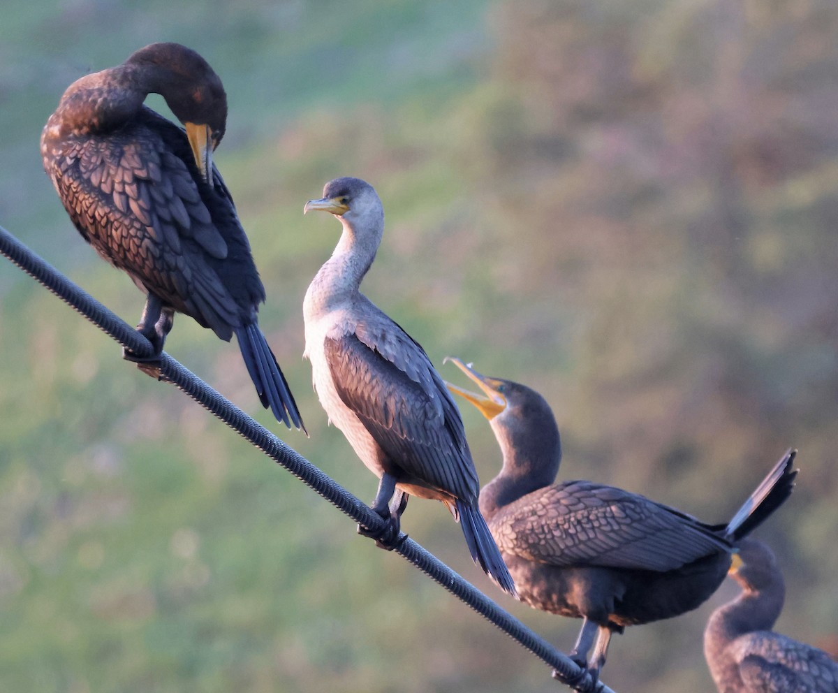 Ubarroi belarriduna - ML646227716