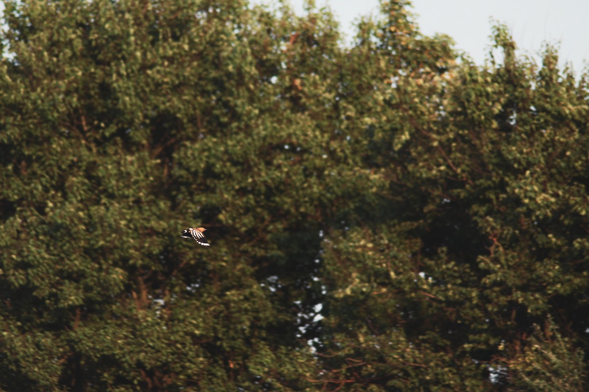 Wiedehopf - ML646227717