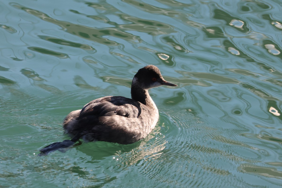 Schwarzhalstaucher - ML646227718