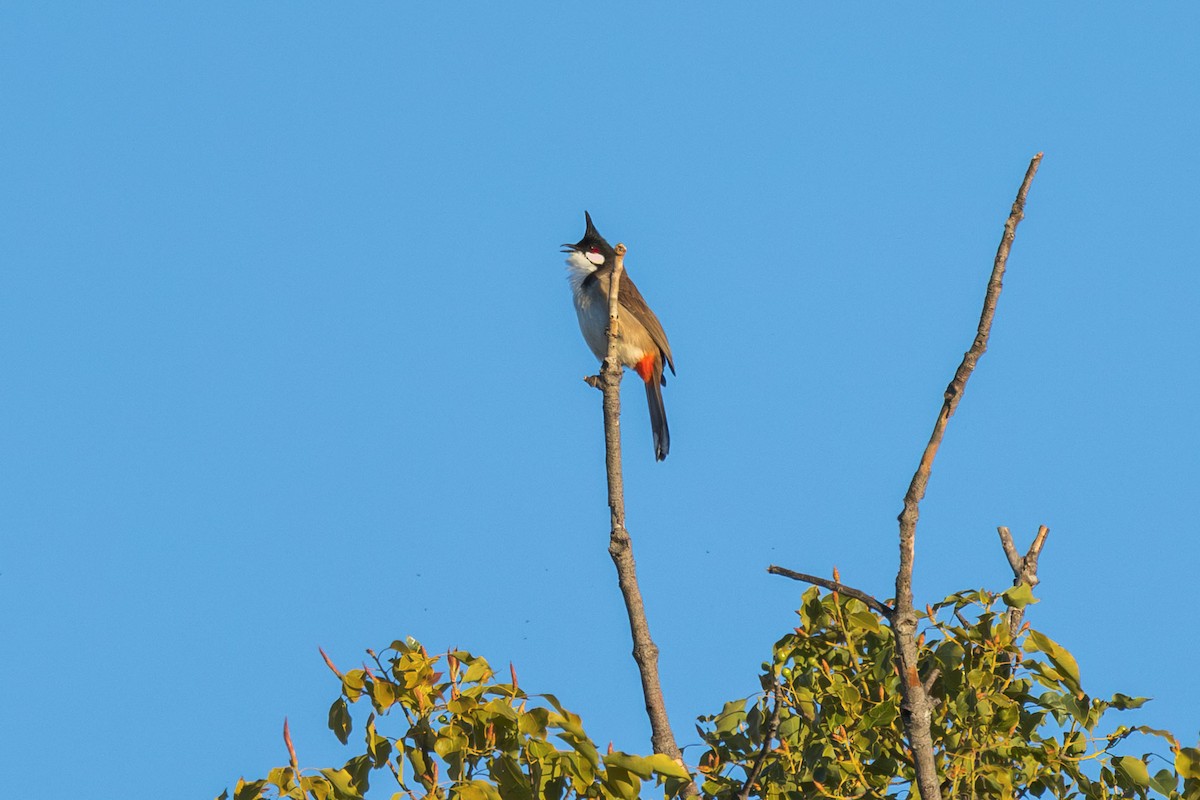 Rotohrbülbül - ML646227722