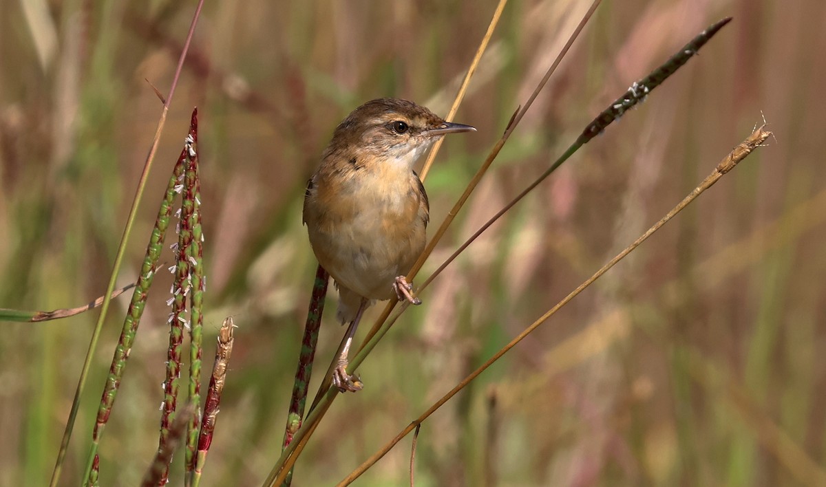Feldrohrsänger - ML646227725