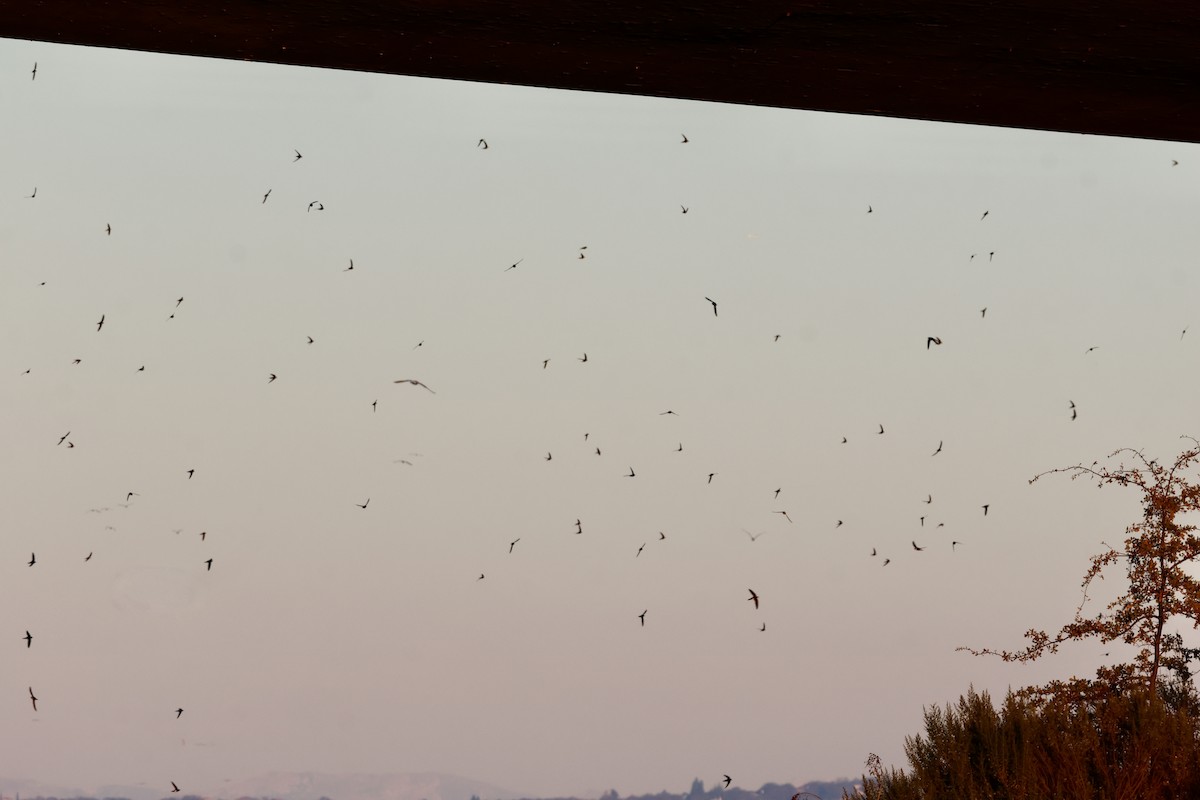 White-throated Swift - ML646227729