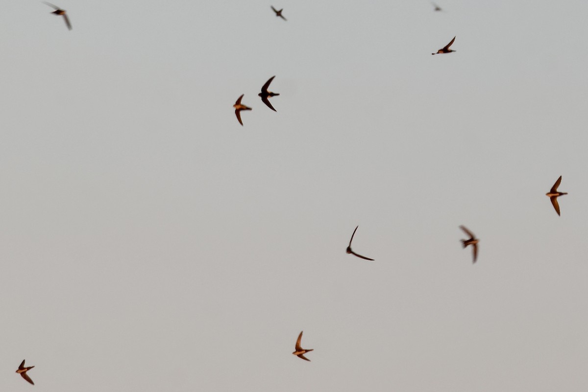 White-throated Swift - ML646227730