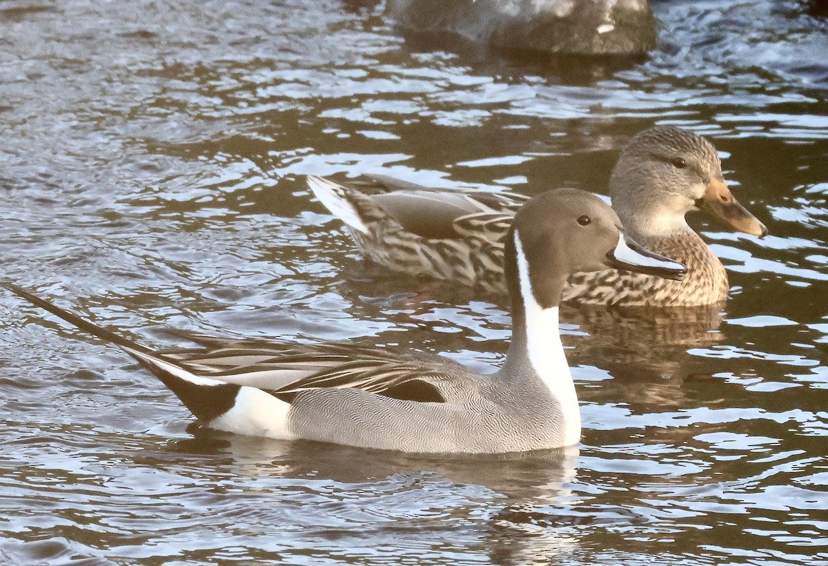 Northern Pintail - ML646227731