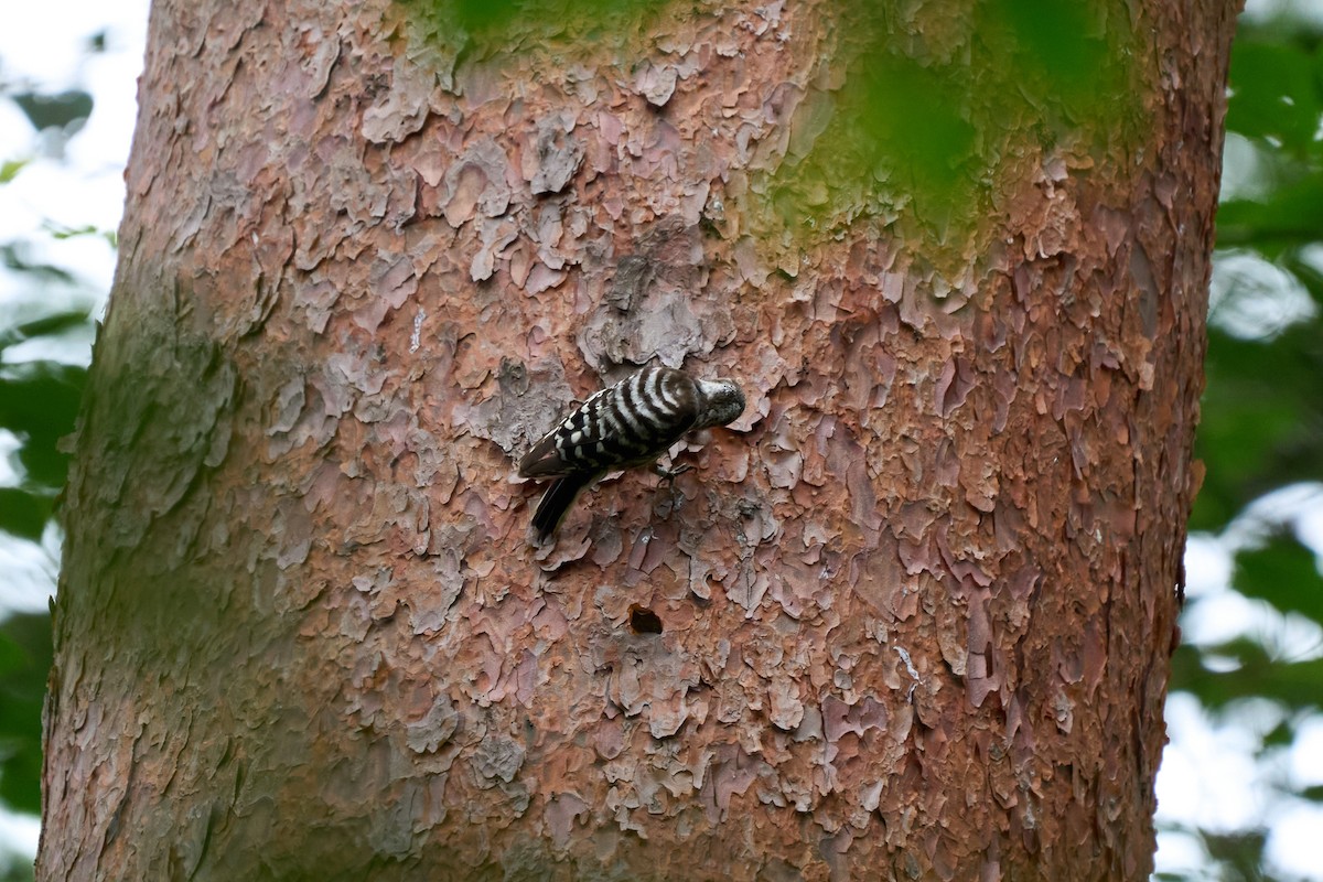 Japanese Pygmy Woodpecker - ML646227736