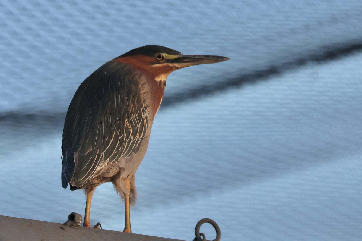 Green Heron - ML646227739