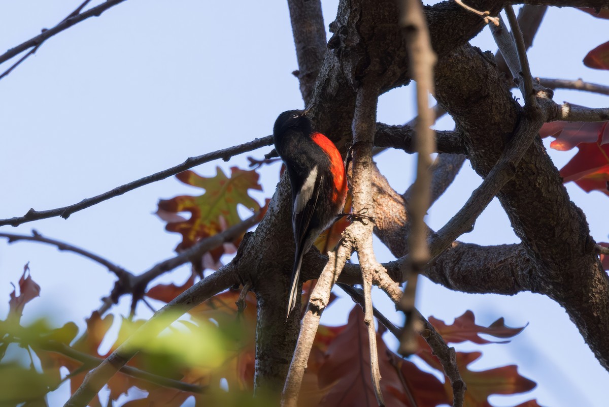 Painted Redstart - ML646227741