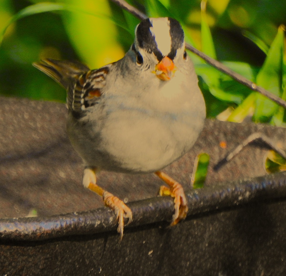 White-crowned Sparrow - ML646227742