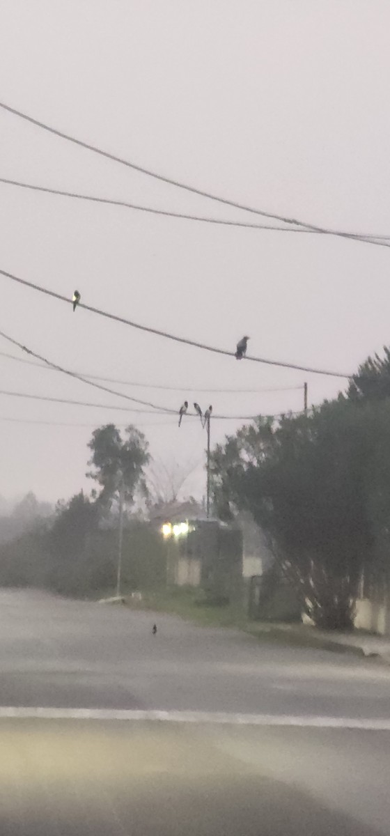 Алаг шаазгай - ML646227743