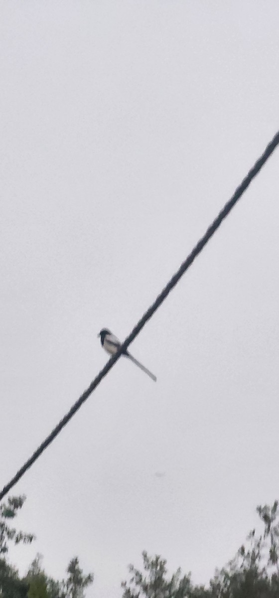 Алаг шаазгай - ML646227744